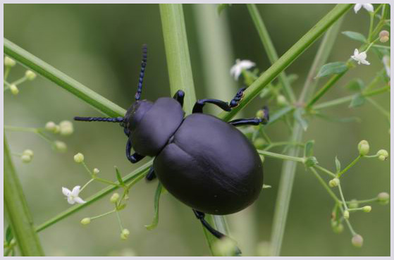 timarca tenebricosa